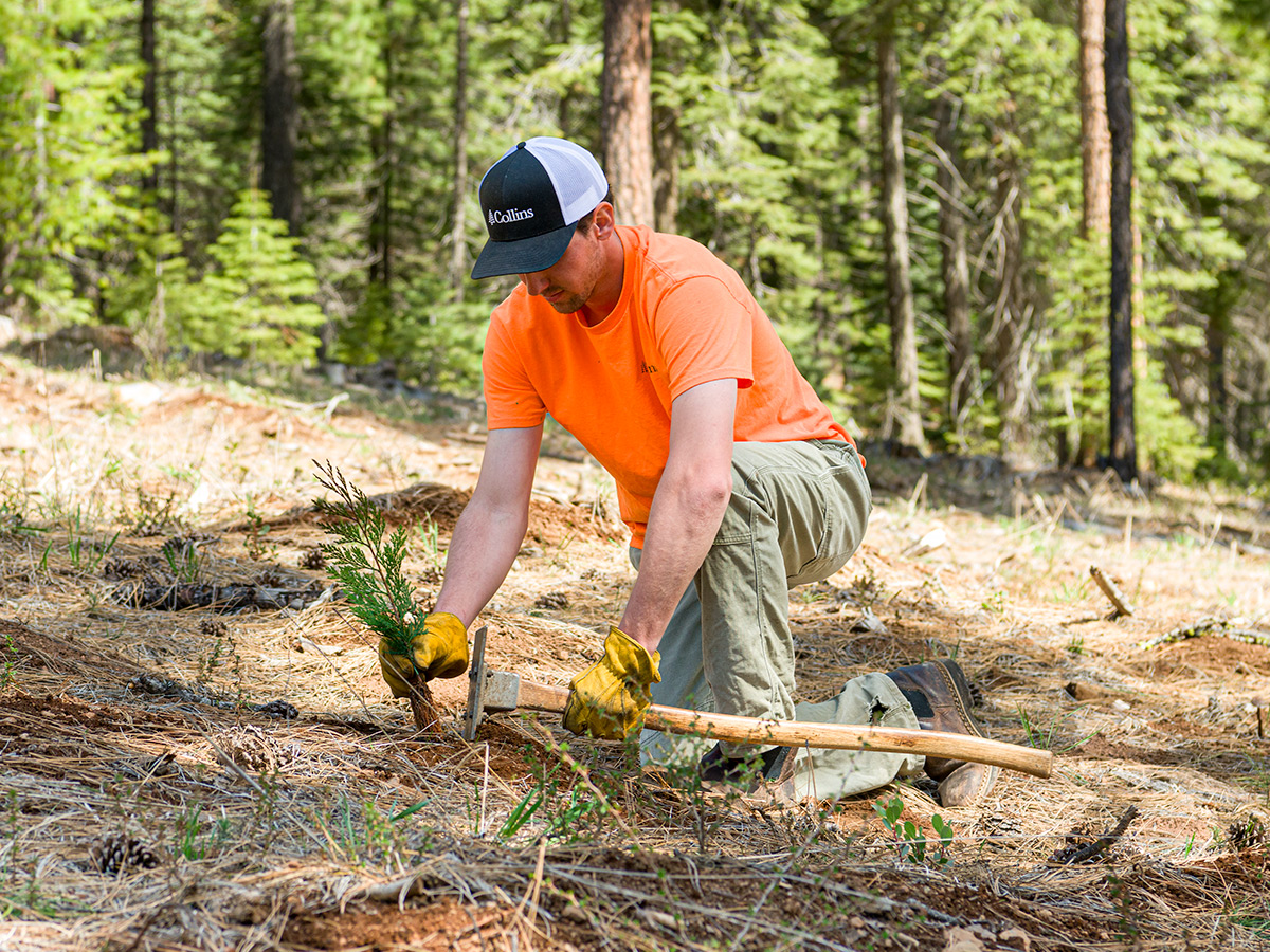 Sustainability, responsible forestry practices, FSC-certified forests, planting seedlings